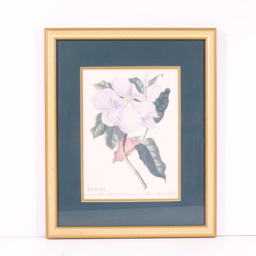 Magnolia Botanical Framed Wall Art Print-Painting-SpenCertified-vintage-refurbished-electronics